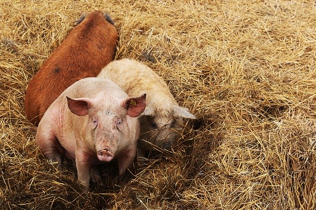 Free download Pigs Animals Farm -  free photo or picture to be edited with GIMP online image editor