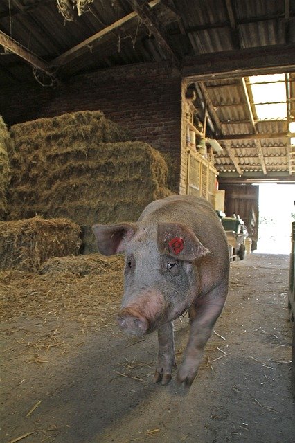 Free download Pig Sow Farm Domestic -  free photo or picture to be edited with GIMP online image editor