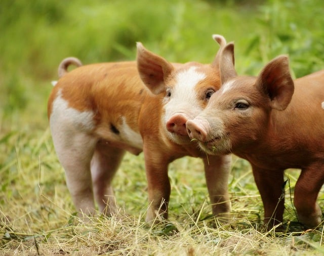 Free download pigs piglets farm animals mammals free picture to be edited with GIMP free online image editor