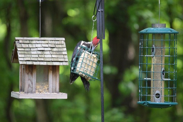 Free download Pileated Woodpecker Woodie -  free photo or picture to be edited with GIMP online image editor