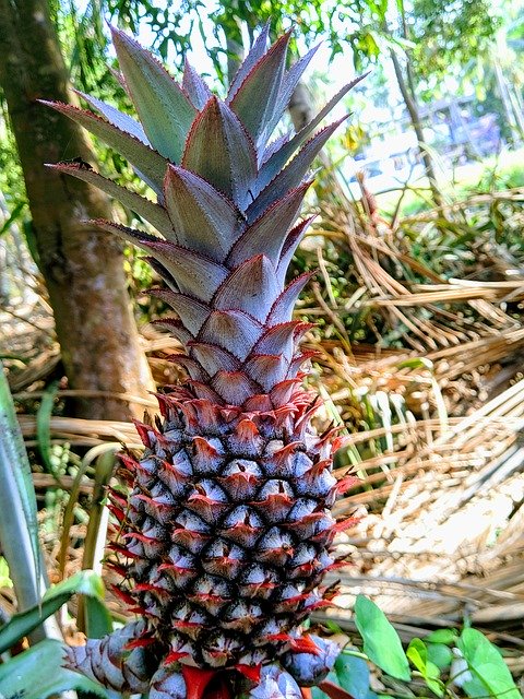 Gratis download Pineapple Fruits - gratis foto of afbeelding om te bewerken met GIMP online image editor