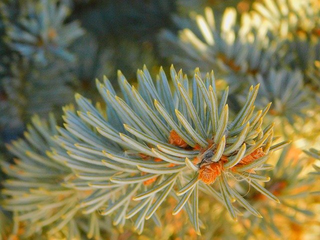 Free download Pine Close-Up View Macro Image -  free photo or picture to be edited with GIMP online image editor