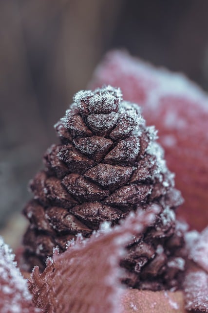 Free download pinecone christmas decoration free picture to be edited with GIMP free online image editor