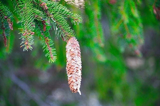 Free download pine cone conifer forest nature free picture to be edited with GIMP free online image editor