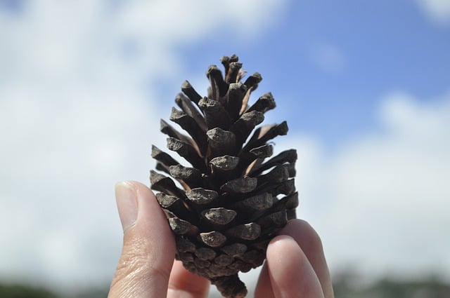 Free download pine cone conifers nature free picture to be edited with GIMP free online image editor