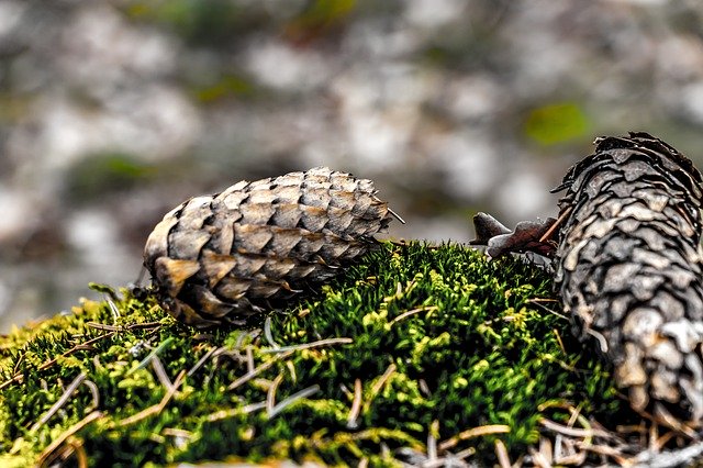 Download grátis Pine Cone Forest Green - foto ou imagem gratuita a ser editada com o editor de imagens online do GIMP