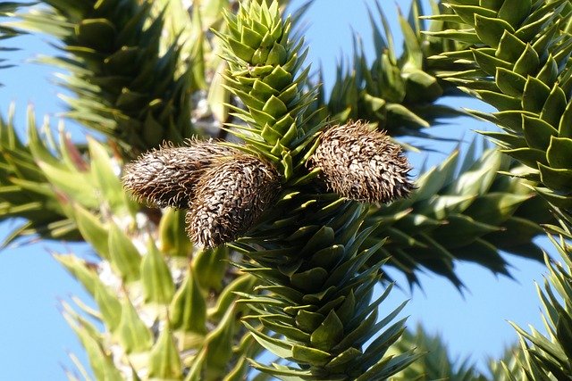 Free download Pinecone Fruit Decoration -  free photo or picture to be edited with GIMP online image editor