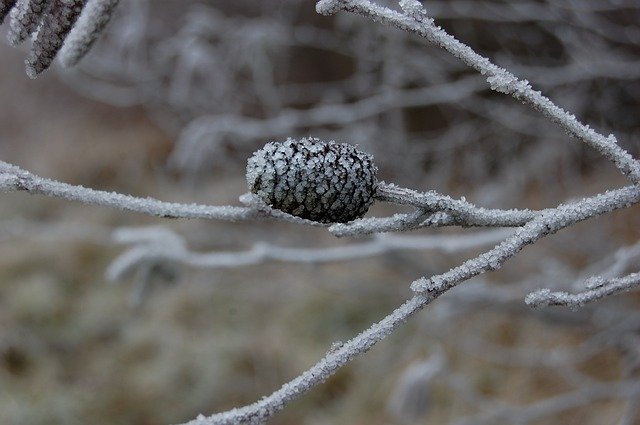 Free download Pinecone Gel Frozen -  free photo or picture to be edited with GIMP online image editor