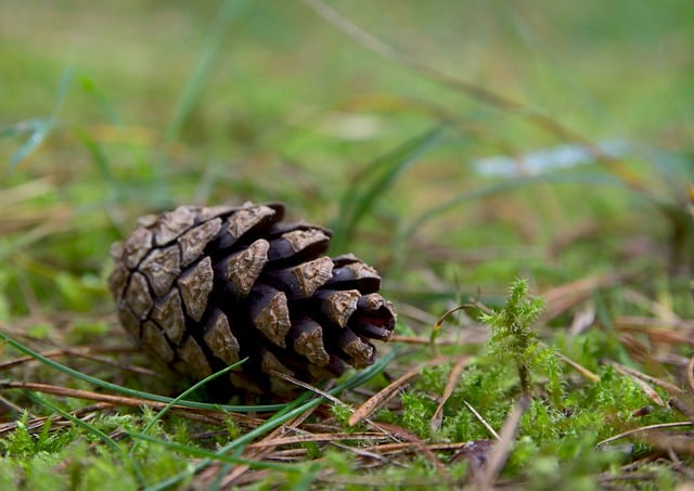 Free download pine cone grass nature fall autumn free picture to be edited with GIMP free online image editor