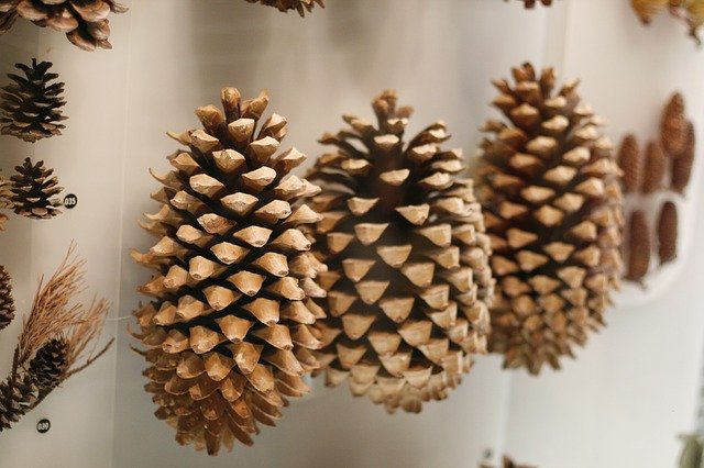 تنزيل Pine Cone Nature Fruit مجانًا - صورة مجانية أو صورة لتحريرها باستخدام محرر الصور عبر الإنترنت GIMP