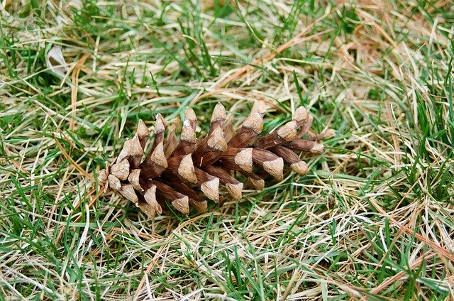 Free download Pinecone Outdoors Ground -  free photo or picture to be edited with GIMP online image editor