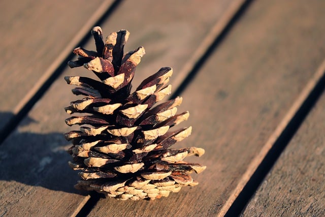 Free download pine cones conifer fall seasonal free picture to be edited with GIMP free online image editor