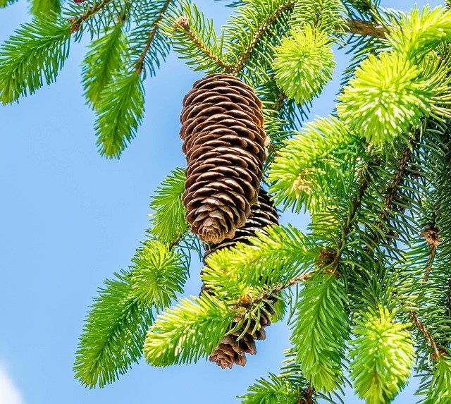 Free download Pine Cones Fir Tree -  free photo or picture to be edited with GIMP online image editor