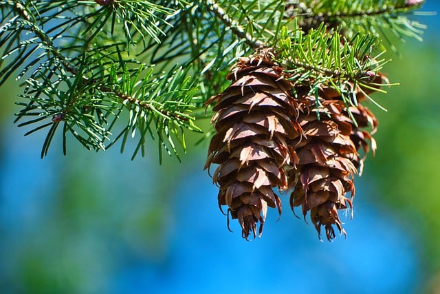 Free download pine cones fir tree jaw tap spruce free picture to be edited with GIMP free online image editor