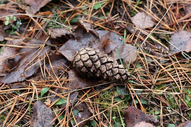 Free download Pine Cones Kienapfel Forest -  free photo or picture to be edited with GIMP online image editor