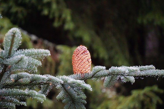 Free download Pine Cones Nobilis Fir Branch -  free photo or picture to be edited with GIMP online image editor