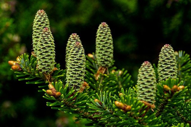 Free download pine cones pine trees spring garden free picture to be edited with GIMP free online image editor