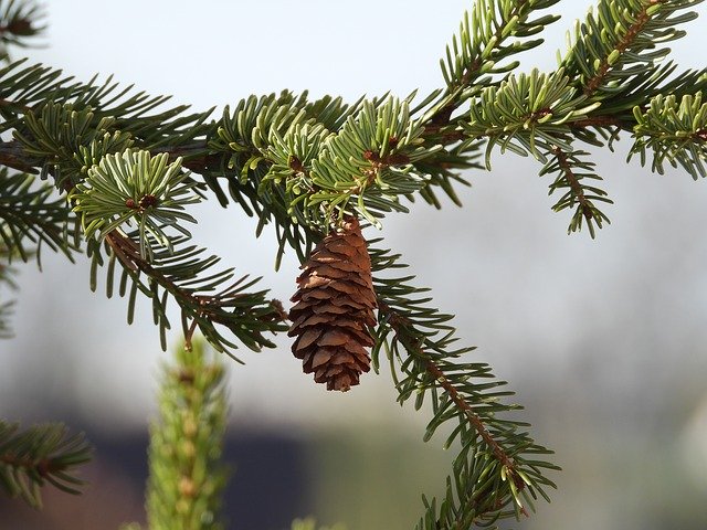 Muat turun percuma Pine Cone Sprig Nature - foto atau gambar percuma untuk diedit dengan editor imej dalam talian GIMP