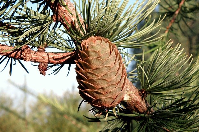 Descarga gratuita Pine Cone Spruce Needles: foto o imagen gratuita para editar con el editor de imágenes en línea GIMP