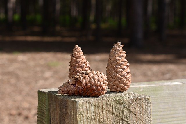 Free download Pine Cones Three Woods -  free photo or picture to be edited with GIMP online image editor