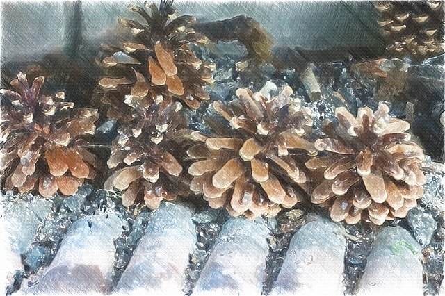 Free download Pine Cones Winter Gr -  free illustration to be edited with GIMP free online image editor