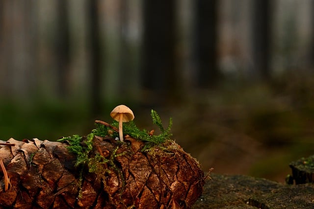 Free download pine cone symbiosis mushroom fungus free picture to be edited with GIMP free online image editor