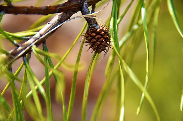 Free download Pine Cone Tiny Pinecone -  free photo or picture to be edited with GIMP online image editor