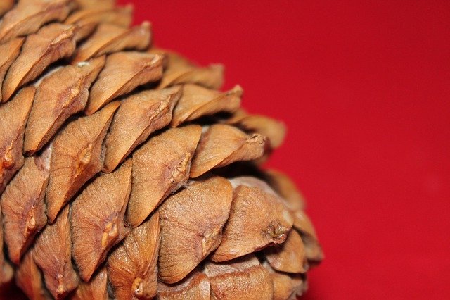 Free download Pine Cone Tree Nature -  free photo or picture to be edited with GIMP online image editor