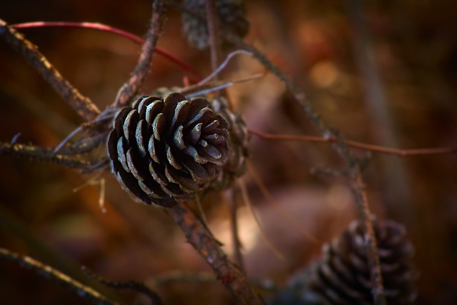 Free download pine cone winter forest woods free picture to be edited with GIMP free online image editor