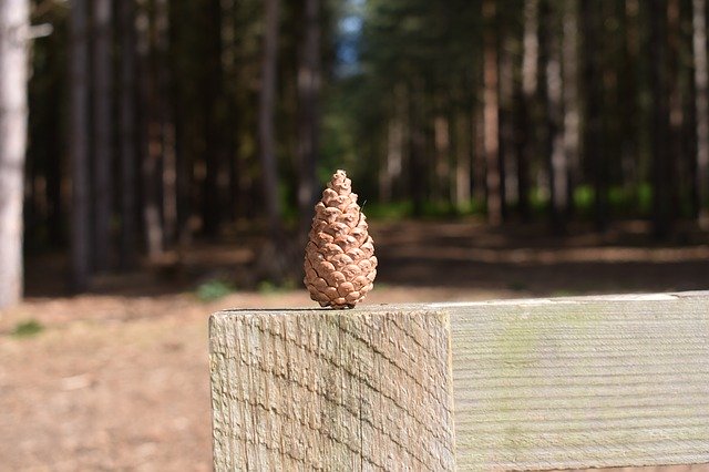 Free download Pine Cone Woods England -  free photo or picture to be edited with GIMP online image editor