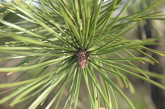 Free download Pine Fir Tree Nature -  free photo or picture to be edited with GIMP online image editor