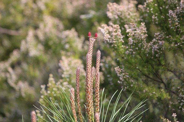 Free download Pine Flower Blossom Bloom -  free photo or picture to be edited with GIMP online image editor