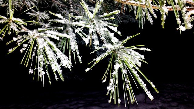 Free download pine frost winter snow free picture to be edited with GIMP free online image editor