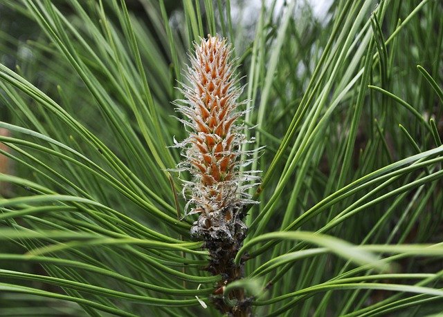 Free download Pine Garden Tree -  free photo or picture to be edited with GIMP online image editor