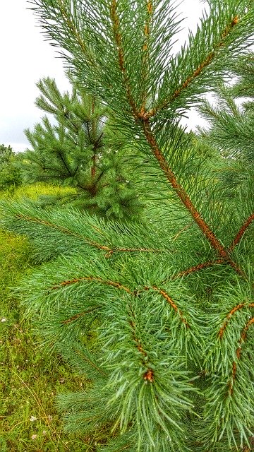 Free download Pine Nature Plant -  free photo or picture to be edited with GIMP online image editor