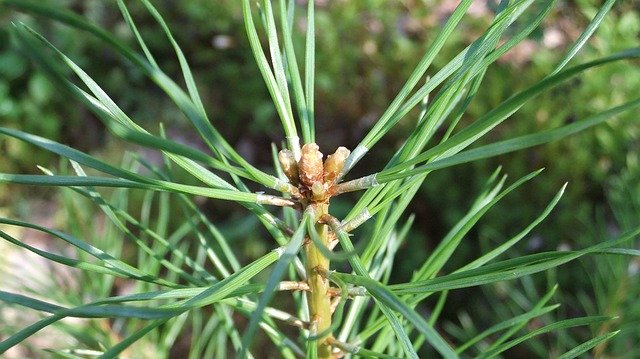 Free download Pine Needle Nature -  free photo or picture to be edited with GIMP online image editor