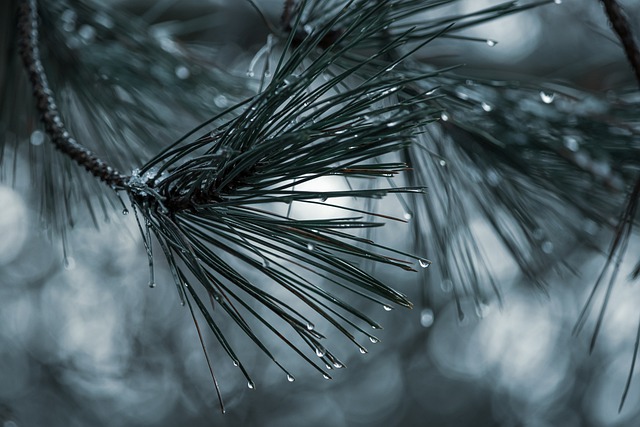 Free download pine needles droplets trees water free picture to be edited with GIMP free online image editor