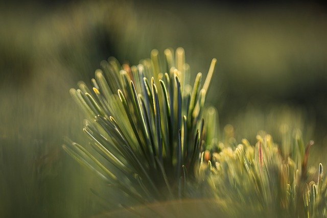 Free download pine pine needles garden growth free picture to be edited with GIMP free online image editor