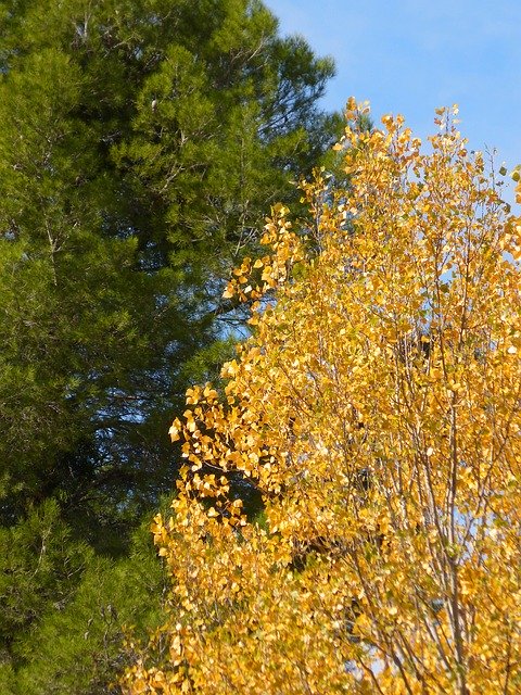 Free download Pine Poplar Green And Yellow -  free photo or picture to be edited with GIMP online image editor