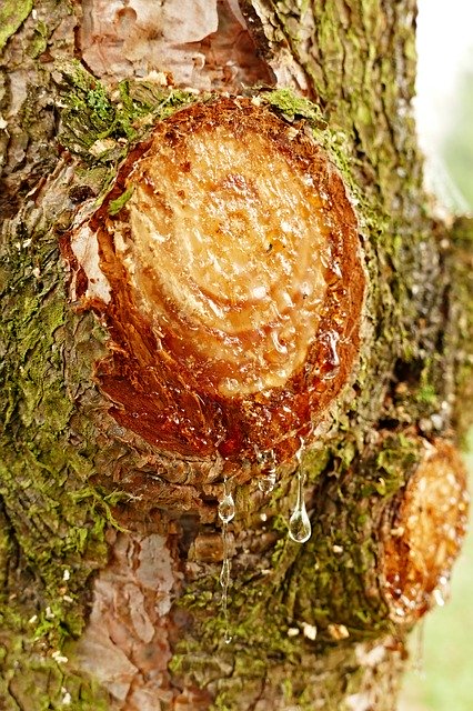 Free download Pine Resin Bark -  free photo or picture to be edited with GIMP online image editor