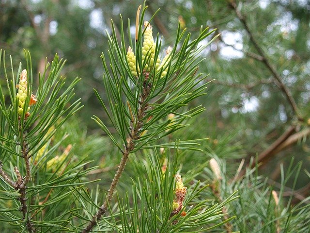 Free download Pine Shoots -  free photo or picture to be edited with GIMP online image editor