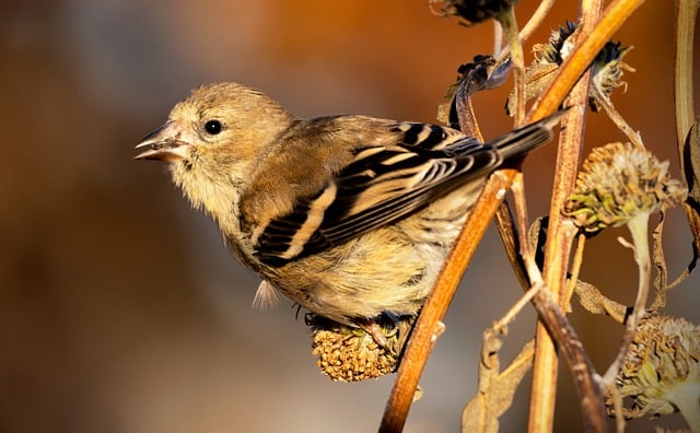 Free download pine siskin finch migratory bird free picture to be edited with GIMP free online image editor