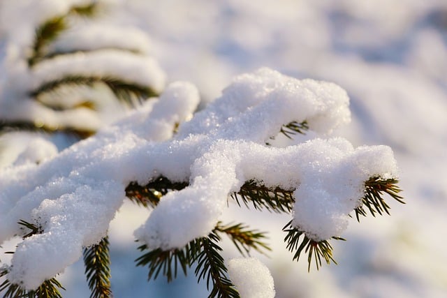 Free download pine sprig frost flora snow free picture to be edited with GIMP free online image editor