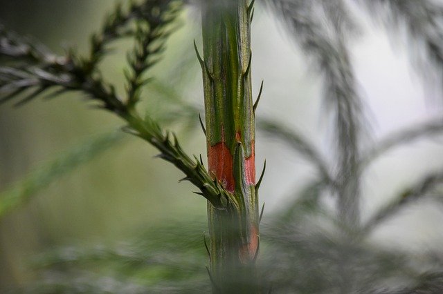 Free download Pine Tree Green Plants -  free photo or picture to be edited with GIMP online image editor