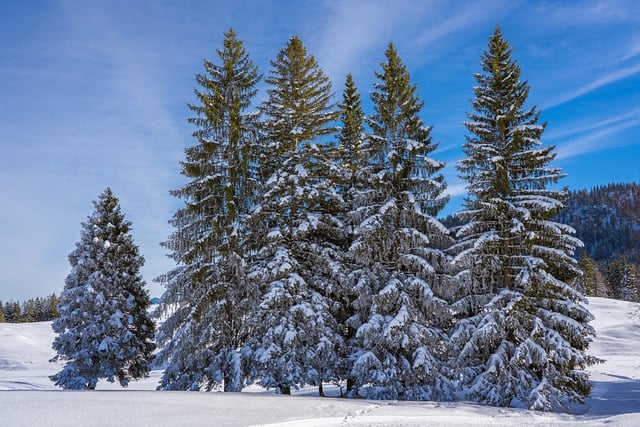 Free download pine trees trees snow winter free picture to be edited with GIMP free online image editor