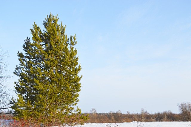 Free download pine tree winter russia nature free picture to be edited with GIMP free online image editor