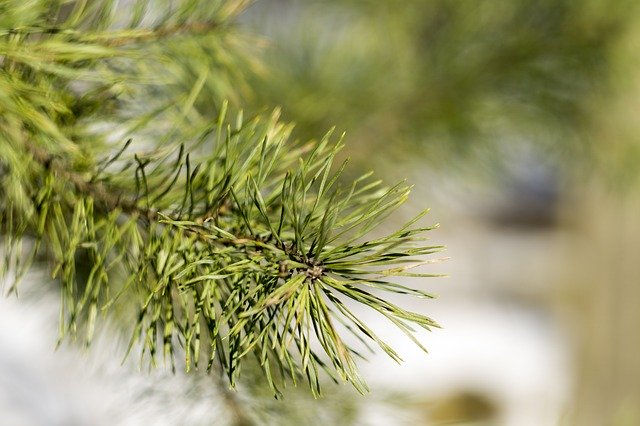 Free download Pine Winter Nature -  free photo or picture to be edited with GIMP online image editor