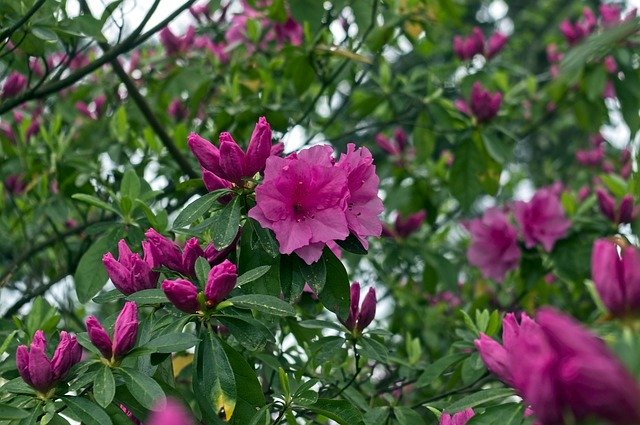 Free download Pink Azaleas In Ozark Mountains -  free photo or picture to be edited with GIMP online image editor