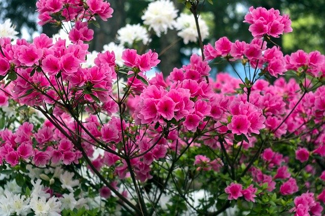 Free download Pink Azaleas In The Ozarks -  free photo or picture to be edited with GIMP online image editor