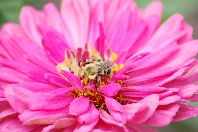 Free download Pink Bee Flower -  free photo or picture to be edited with GIMP online image editor